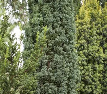 Taxus baccata 'Fastigiata Robusta'