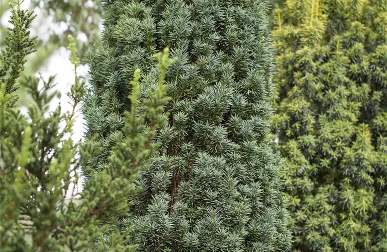 Taxus baccata 'Fastigiata Robusta'