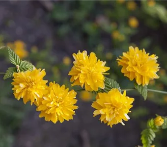 Kerria japonica 'Pleniflora'