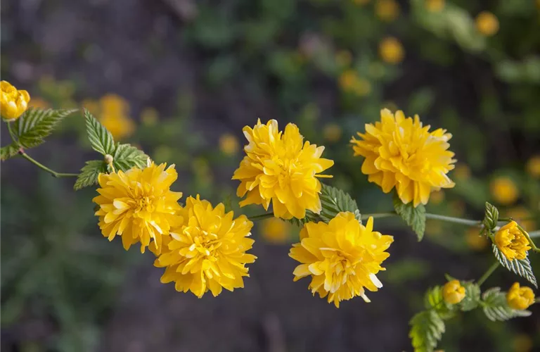 Kerria japonica 'Pleniflora'