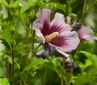 Hibiscus syriacus 'Russian Violet'