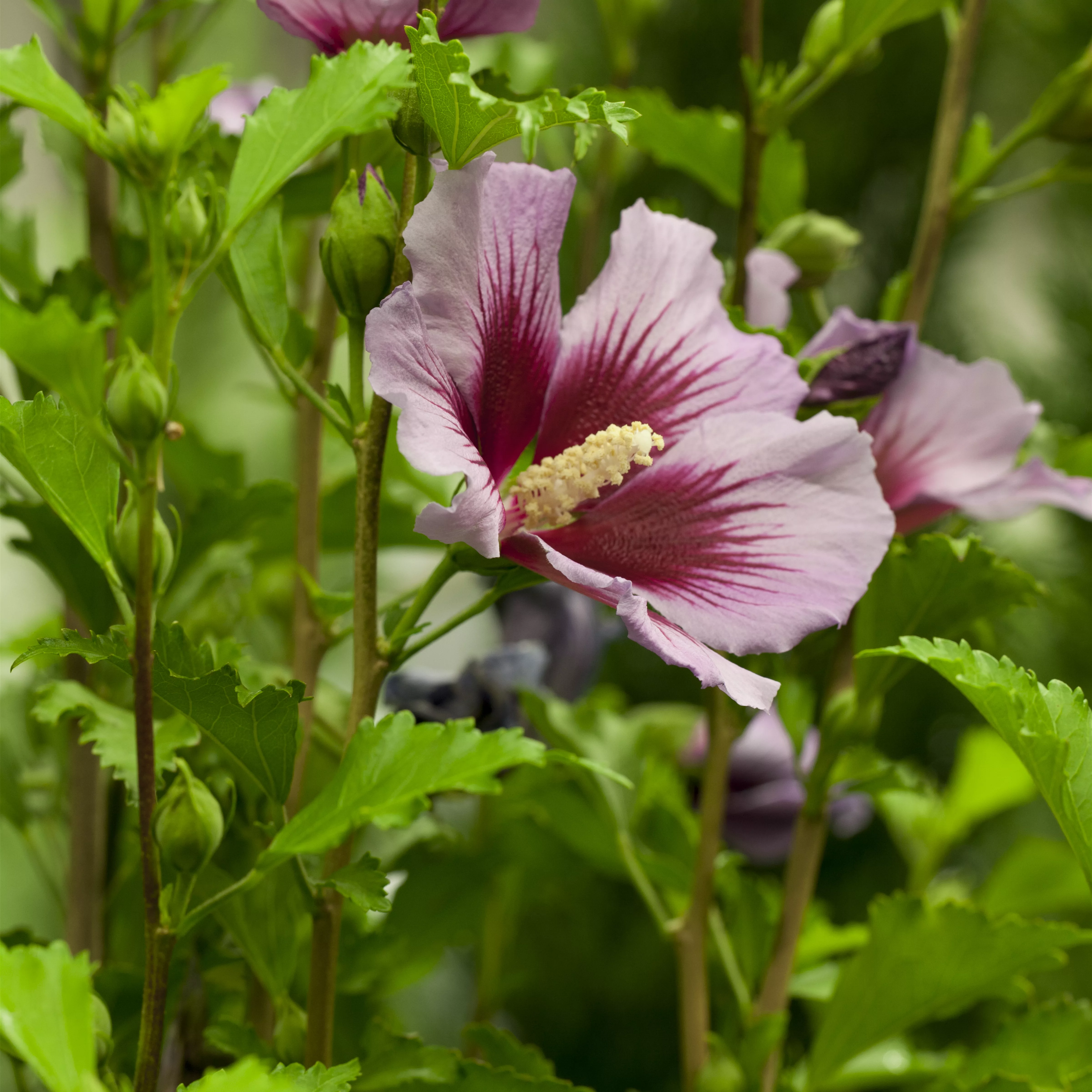 Hibiscus syriacus 'Russian Violet'