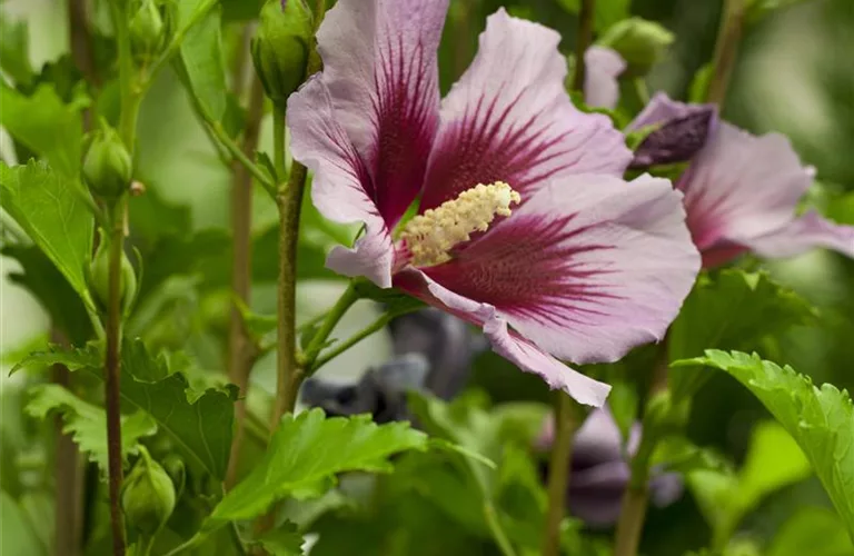 Hibiscus syriacus 'Russian Violet'