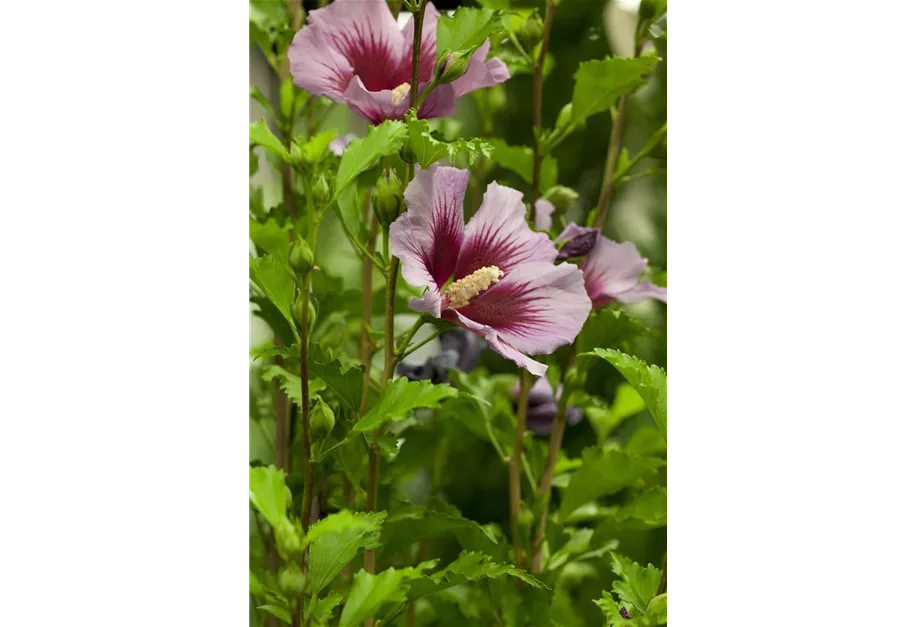 Garteneibisch 'Russian Violet'