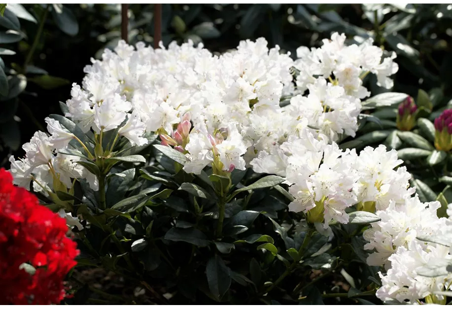 Rhododendron-Hybride 'Cunningham's White'