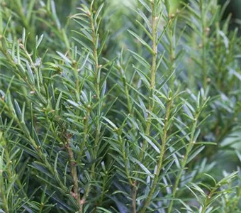 Taxus baccata 'Renke's Kleiner Grüner' -R-