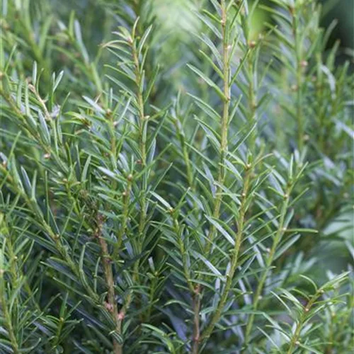 Taxus baccata 'Renke's Kleiner Grüner' -R-