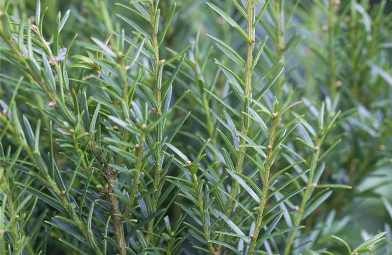 Taxus baccata 'Renke's Kleiner Grüner' -R-